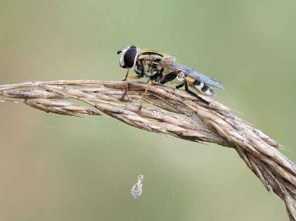 Schwebfliege mit Anhänger