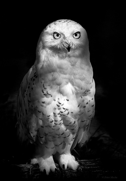 Schneeeule_Zoo Dresden.jpg