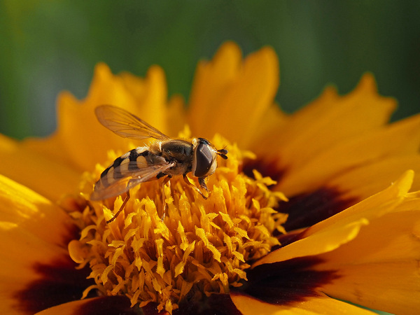 Schwebfliege