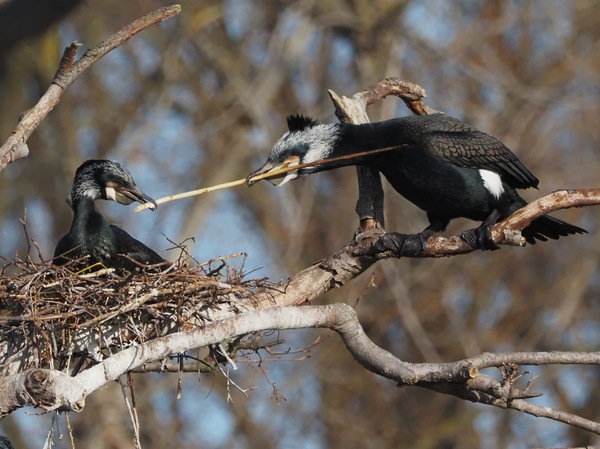 Teamwork