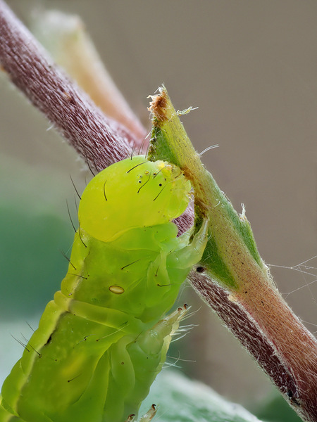 unbekannte Raupe