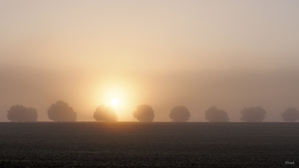 Morgens