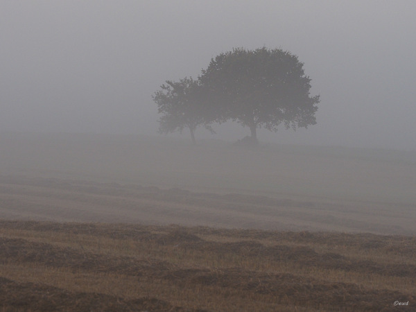 Septembernebel