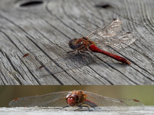 Rote Libelle