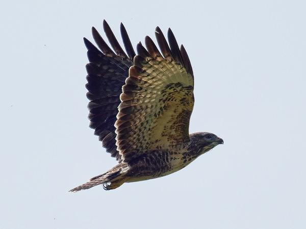Mäusebussard im Jagdmodus