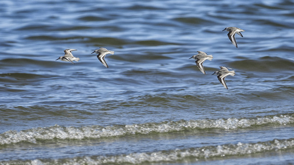 Formationsflug...