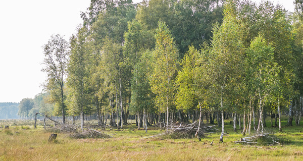 Into the forest