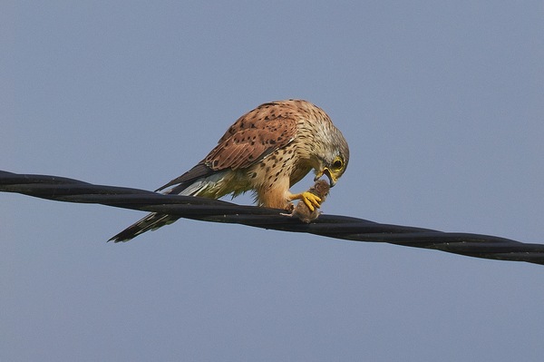 Falkenjagd: Das Ende ...