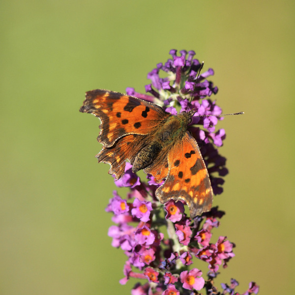 Schmetterling