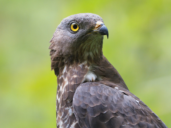 Wespenbussard