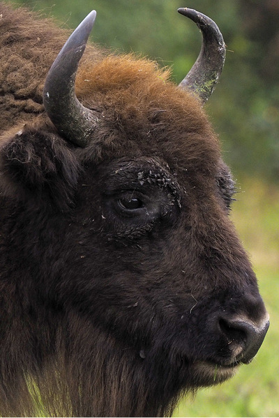 Wisent_9190660KQxxl.jpg