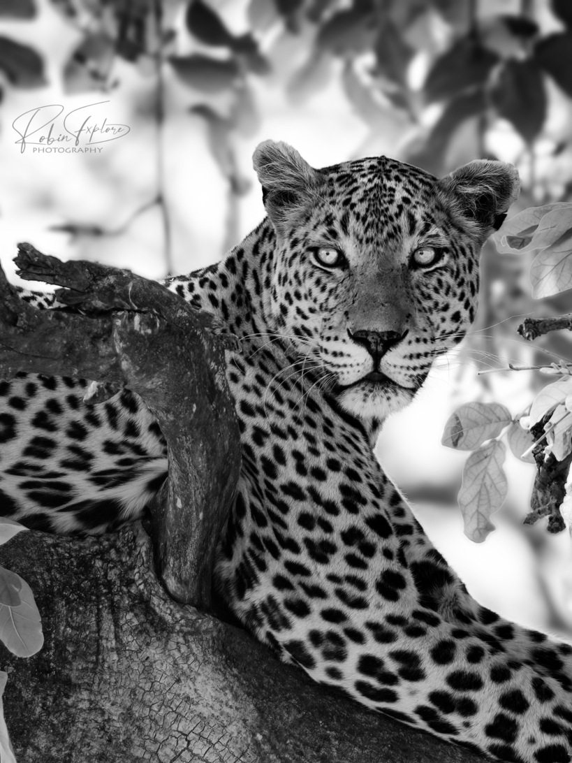 Leopard - Northgate 03 - option _small v2.jpg