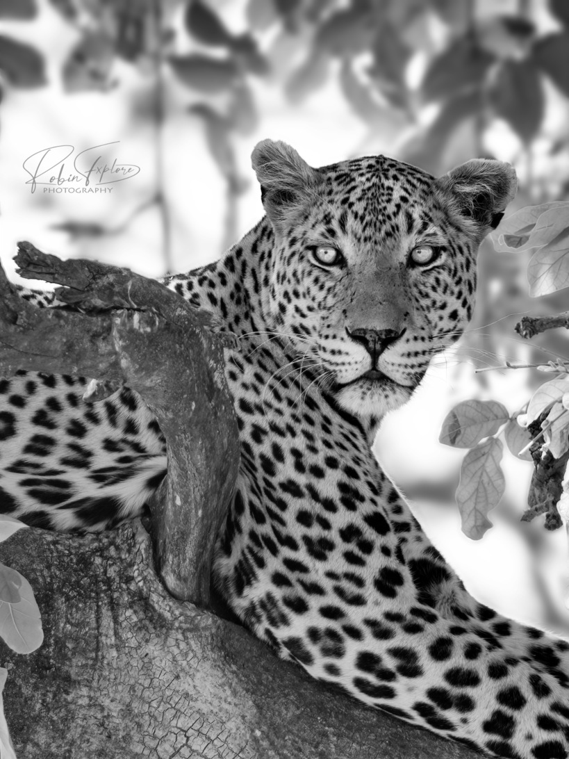 Leopard - Northgate 03 - option _small.jpg