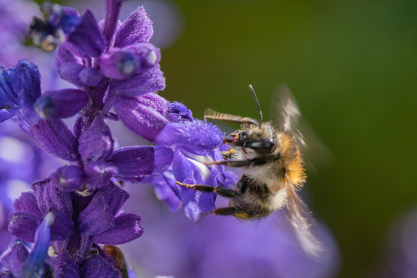 13-Hummel hat fernweh