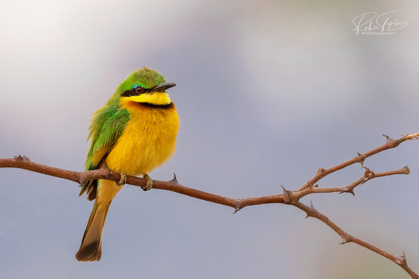 Tweetie