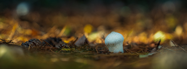 Pilzimpressionen 4