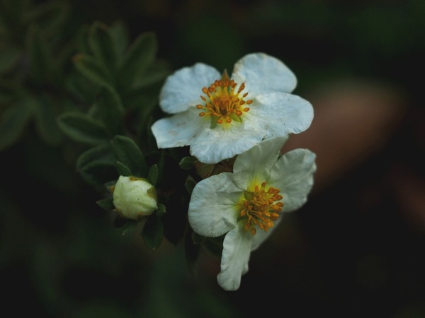 Blüte