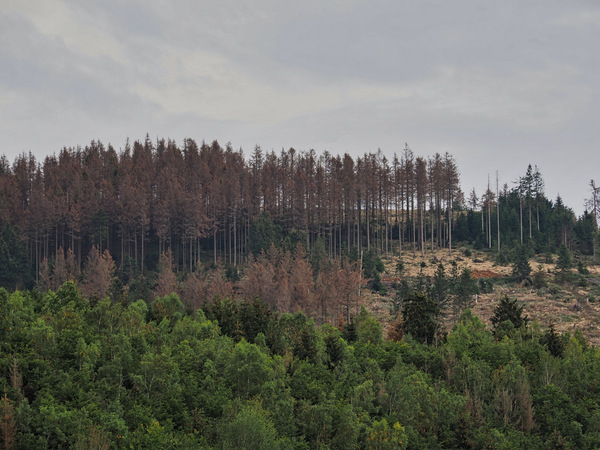 Harz  29.09.2021