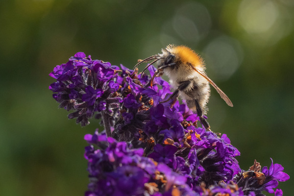 01-Hummel
