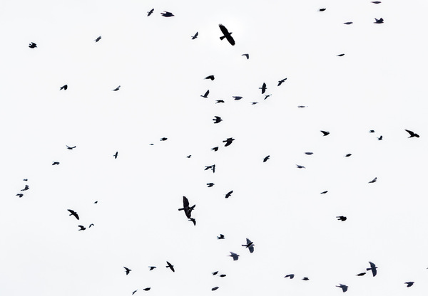 alles fliegt #1