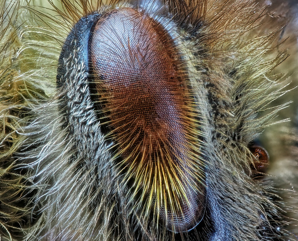 Auge einer Biene im Detail