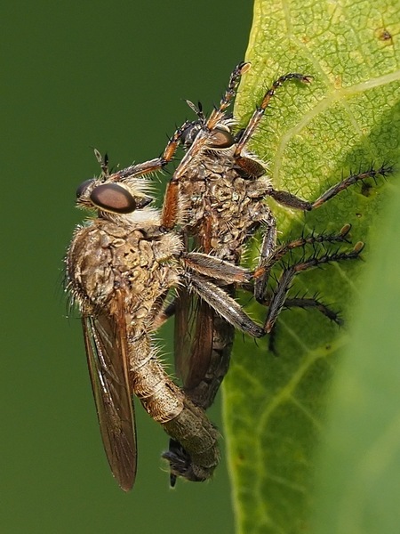 Makro mit dem 150/400