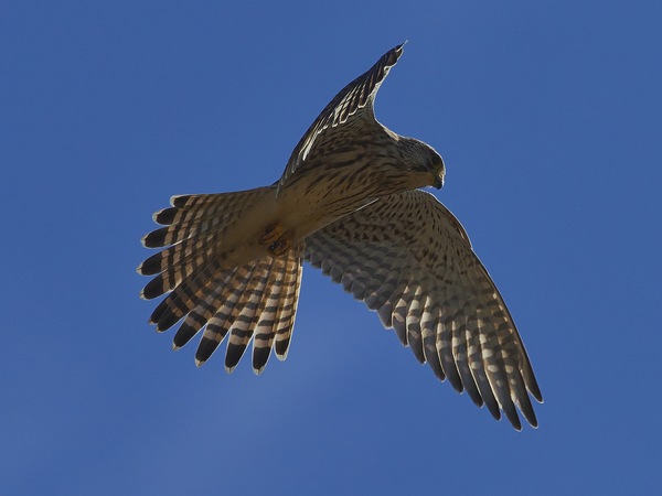 Turmfalke auf Beutesuche