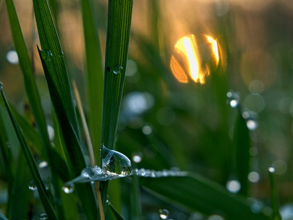 Wasserperlen