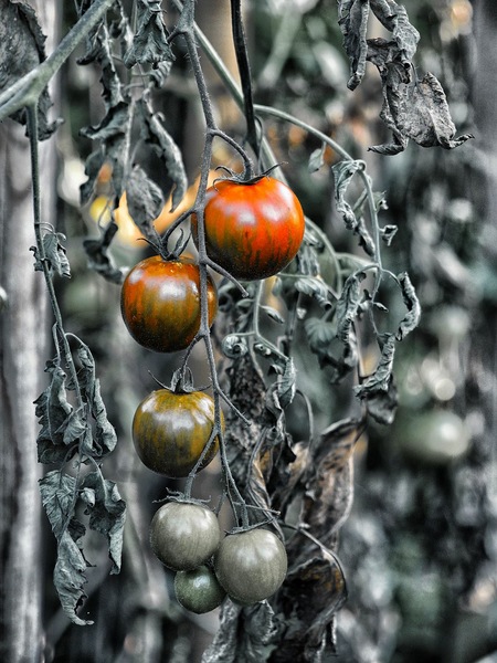 Tomaten