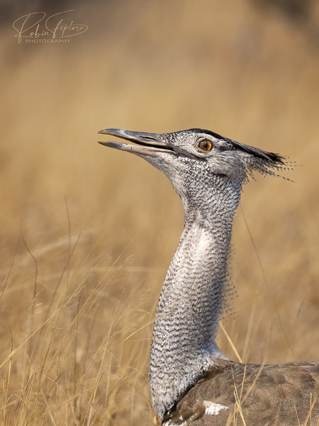 Kori Bustard Porträt