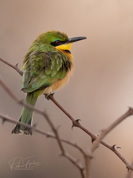 Little Bee-Eater | Zwergspint