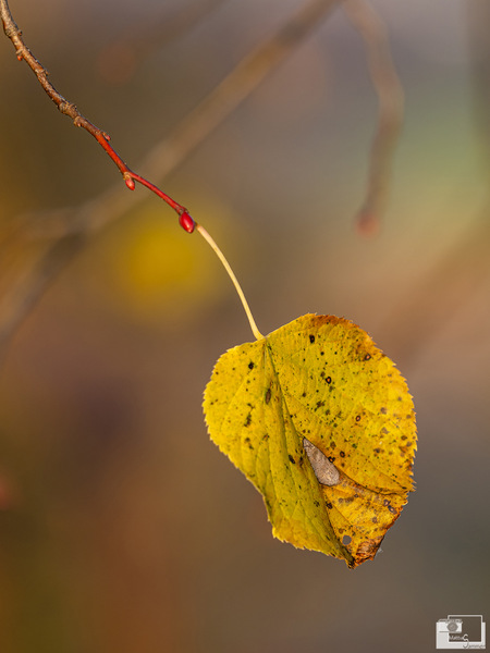 Herbstlaub