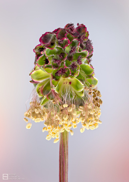 Kleiner Wiesenknopf (Sanguisorba minor)