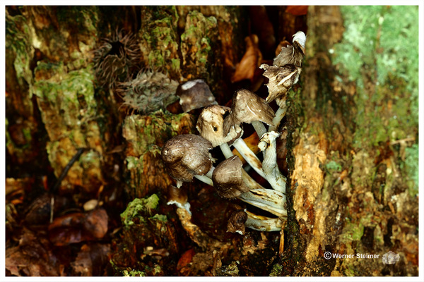 Werner`s Bilder Stacking 679.jpg