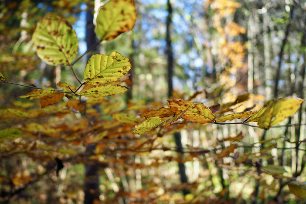 Bunter Herbstwald