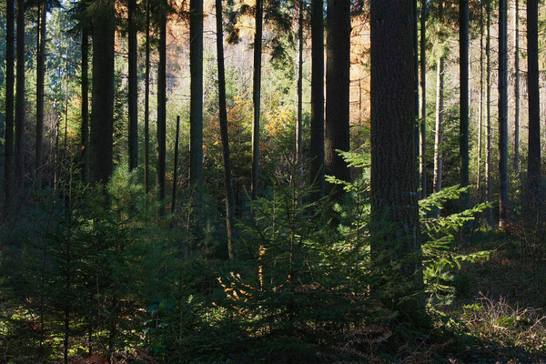 Junger Wald