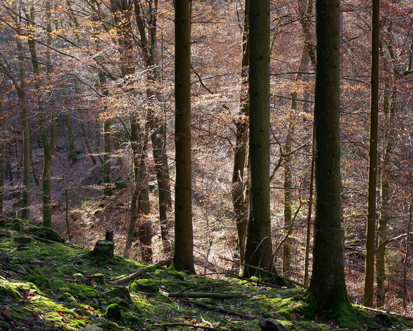 Lichterglanz