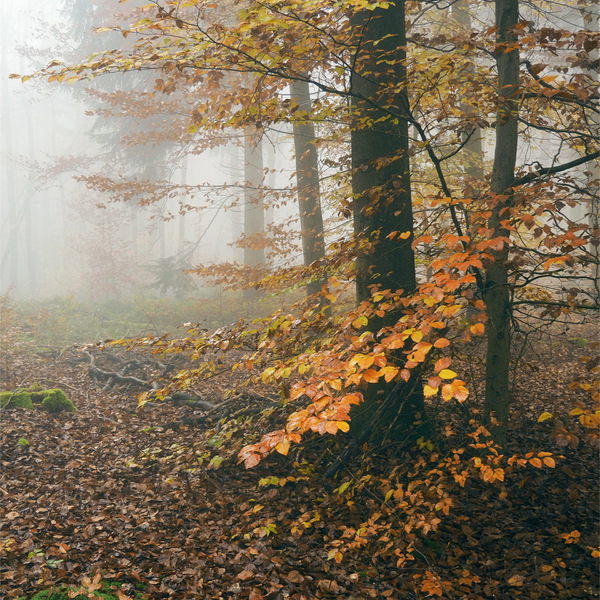 Herbst im Quadrat