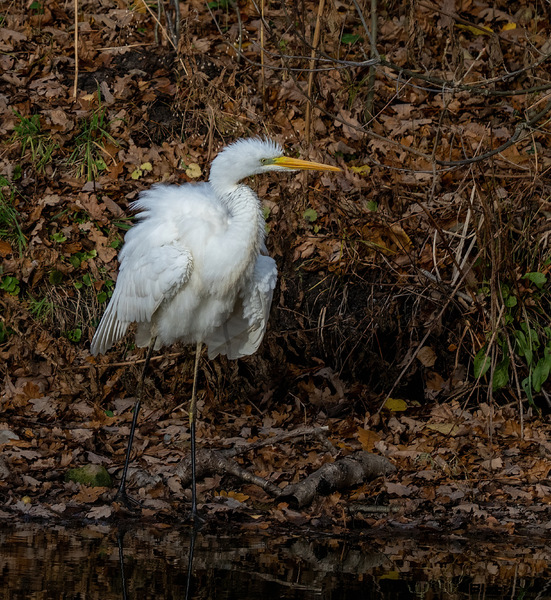 Great-Egret-Ardea-albaPB210847