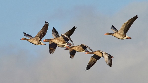 Graugans Formationsflug