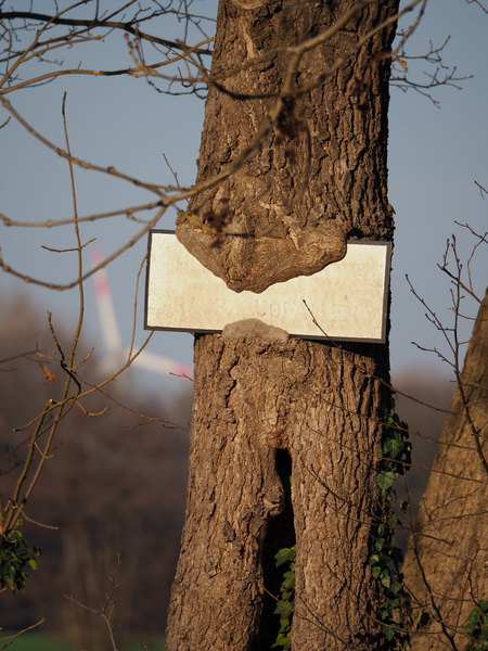 Hungriger Baum