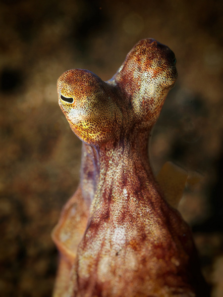 Neugieriger Oktopus