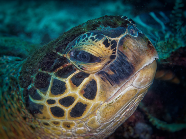 Schildkröte