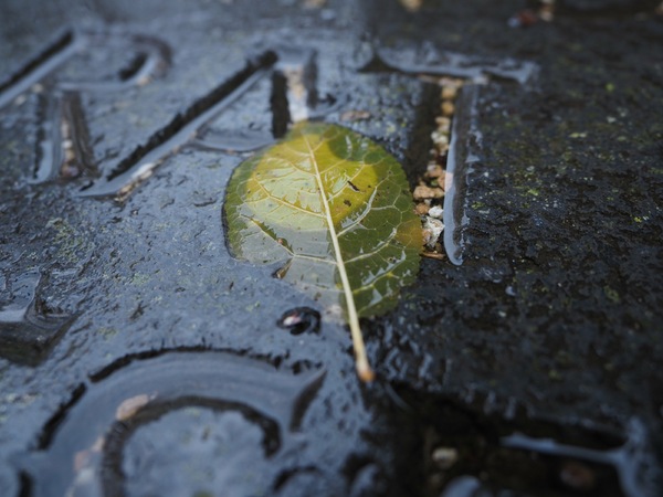 Blatt auf Gedenkstein.jpg
