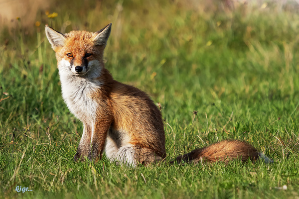 rotfuchs  vk K0017004.jpg
