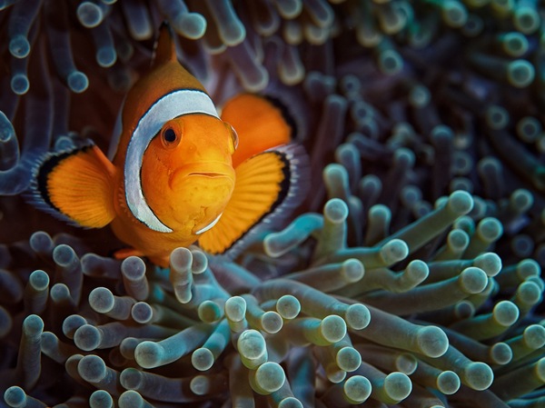 Clownfisch