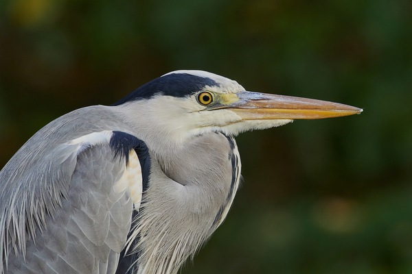 Reiher Portrait