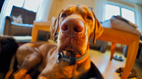 Eine gute Nase...