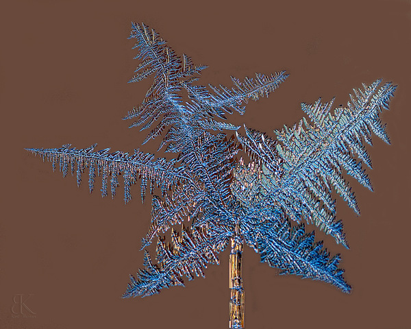 Eisblumen - Weihnachtsbaum