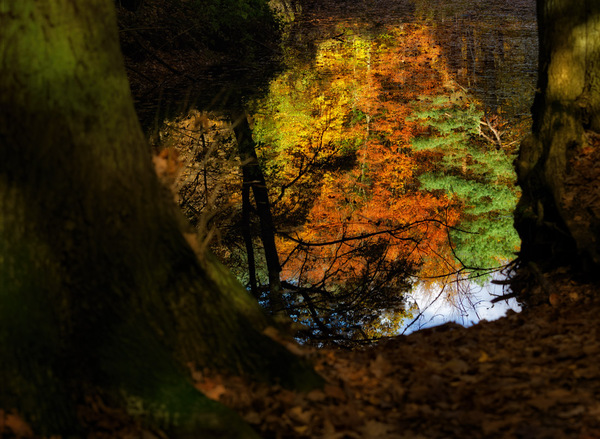 Spiegelung eines Waldteichs